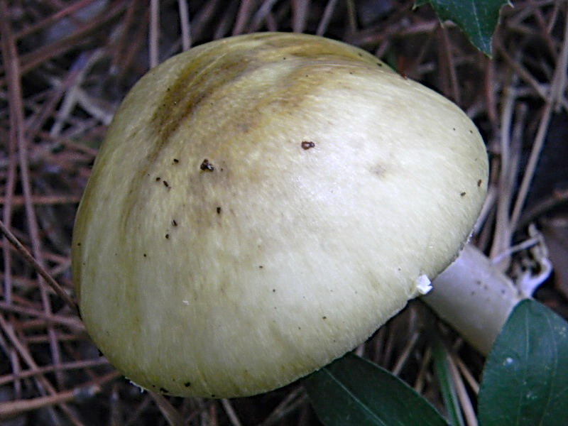 Amanita phalloides  vista da Antonio.